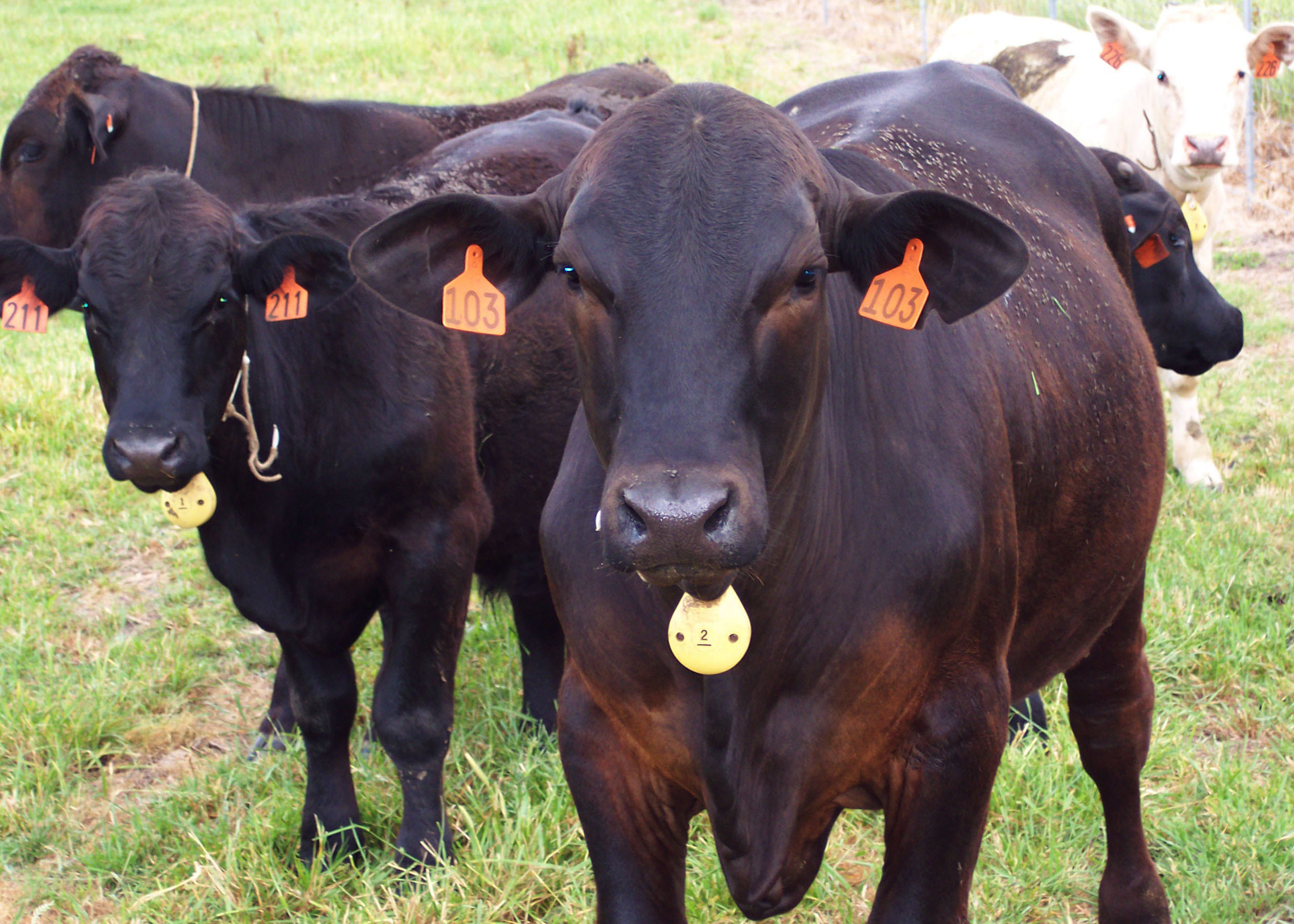 Use of Bermudagrass Hay by Stocker Calves Grazing Annual Ryegrass Pastures